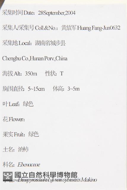 油柿藏品圖，第2張