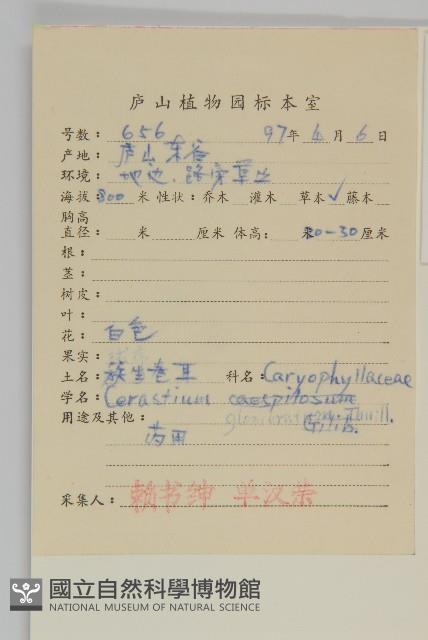 球序卷耳藏品圖，第2張