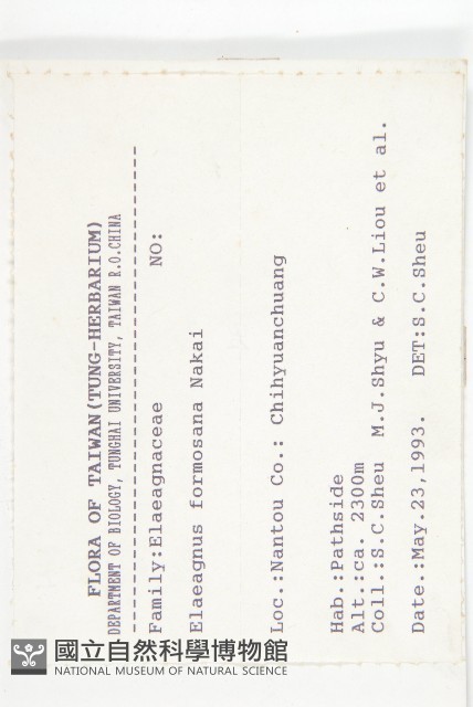 臺灣胡頹子藏品圖，第2張