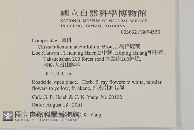 瑪格麗菊藏品圖，第2張