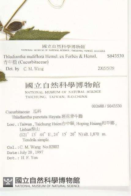 青牛膽藏品圖，第2張