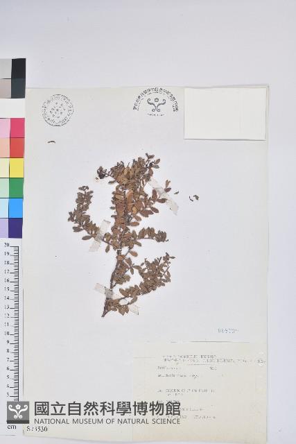 高山白珠樹藏品圖，第1張