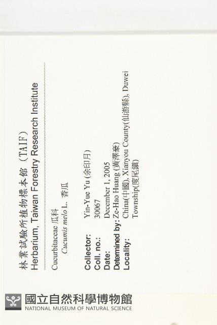 香瓜、甜瓜、黃瓜仔藏品圖，第2張