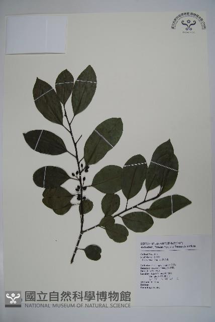 鐵冬青藏品圖，第1張