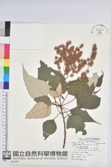 白匏子藏品圖，第1張