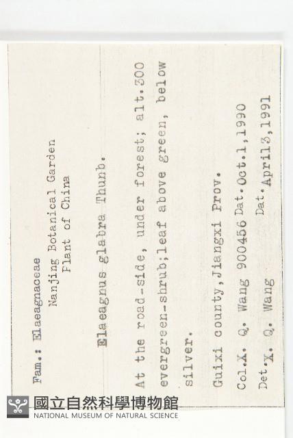 藤胡頹子藏品圖，第2張