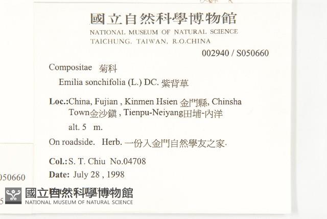 紫背草藏品圖，第2張