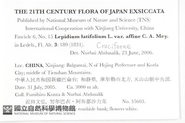 光果寬葉獨行菜藏品圖，第2張