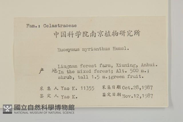 大果衛矛藏品圖，第2張