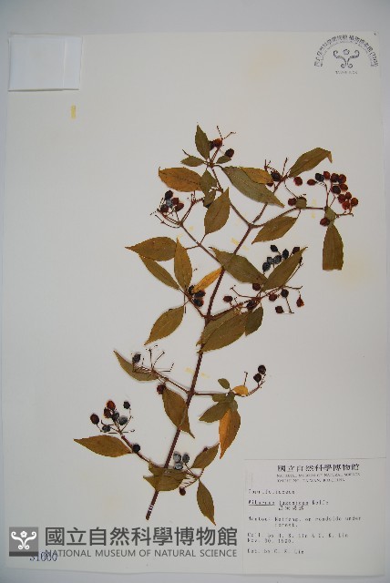 呂宋莢迷藏品圖，第1張