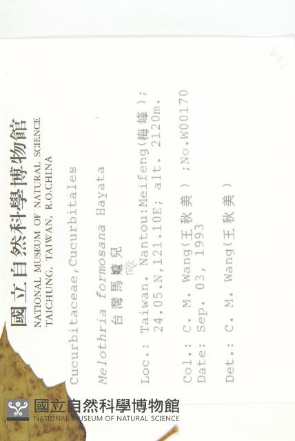 臺灣馬交兒藏品圖，第2張