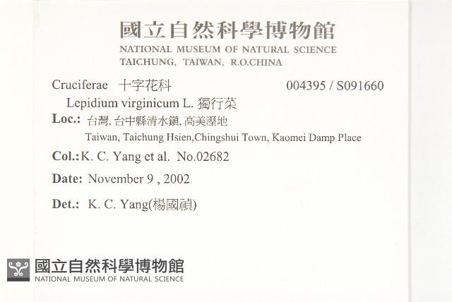 獨行菜藏品圖，第2張