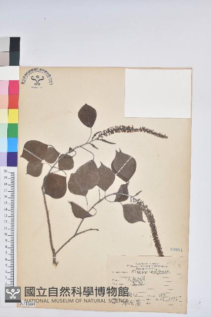 烏臼藏品圖，第1張