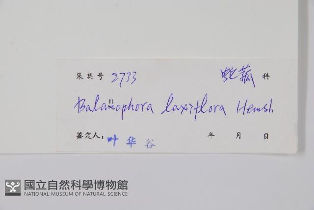 穗花蛇菰藏品圖，第2張