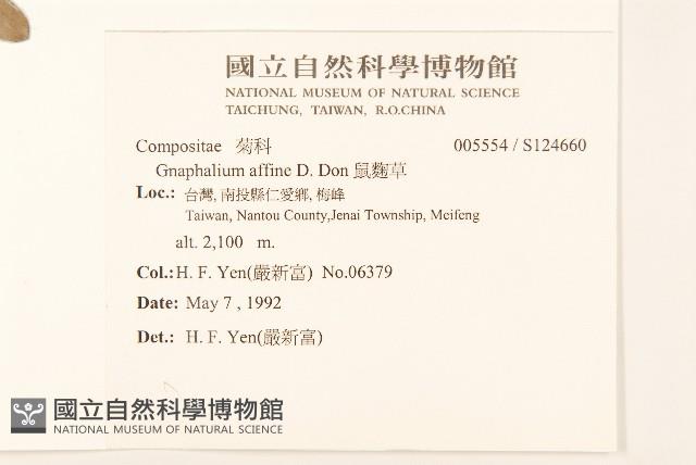 鼠麴草藏品圖，第2張