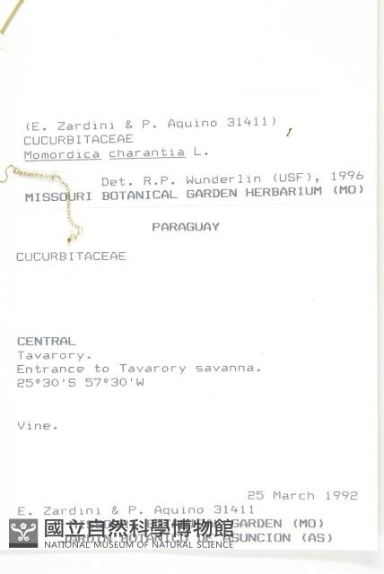 苦瓜藏品圖，第2張