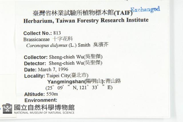 臭濱芥、臭薺藏品圖，第2張