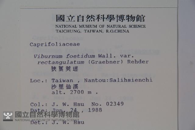 狹葉莢迷藏品圖，第2張