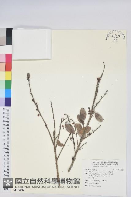 凹葉越橘藏品圖，第1張