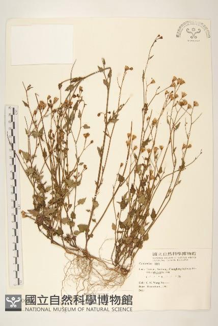 小蔓黃苑藏品圖，第1張