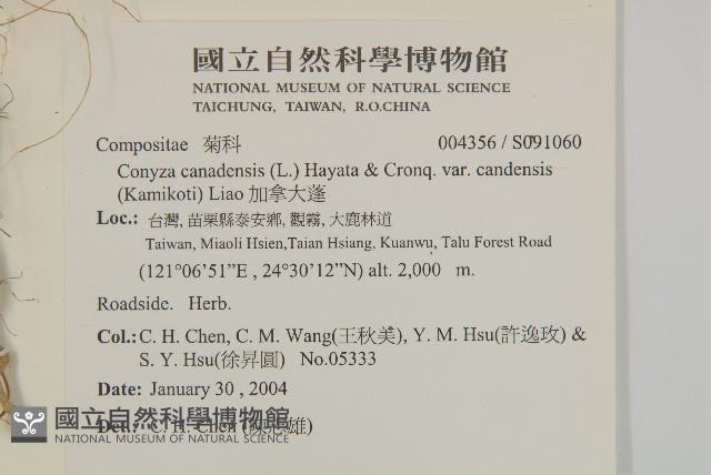 加拿大蓬藏品圖，第2張