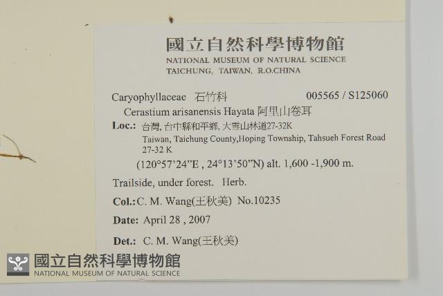 阿里山卷耳藏品圖，第2張