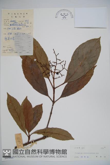 珊瑚樹藏品圖，第1張