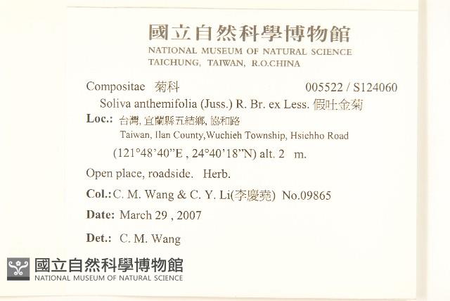 假吐金菊藏品圖，第2張