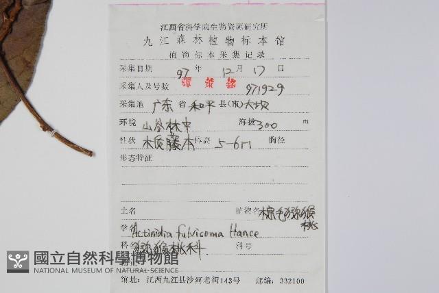 棕毛獼猴桃藏品圖，第2張