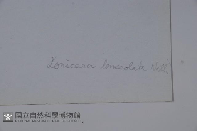 柳葉忍冬藏品圖，第2張