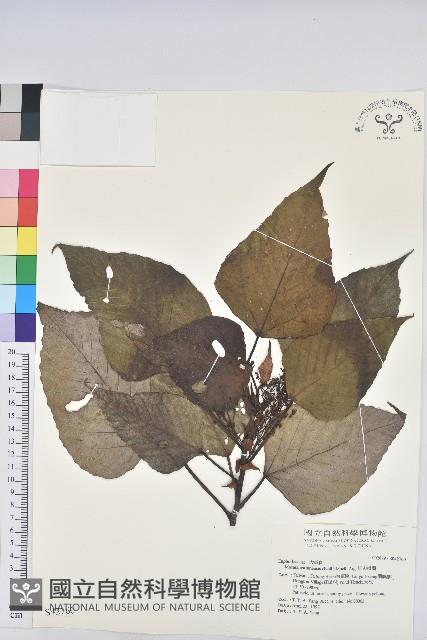 紅肉橙蘭、華血桐藏品圖，第1張