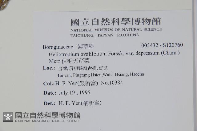 伏毛天芹菜藏品圖，第2張