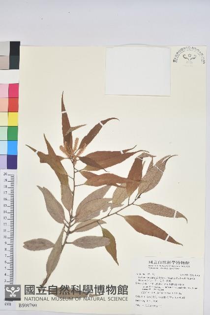 毛蕊花藏品圖，第2張