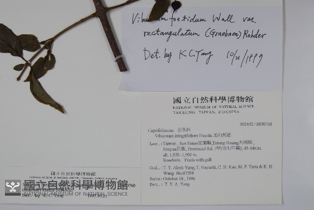 狹葉莢迷藏品圖，第2張