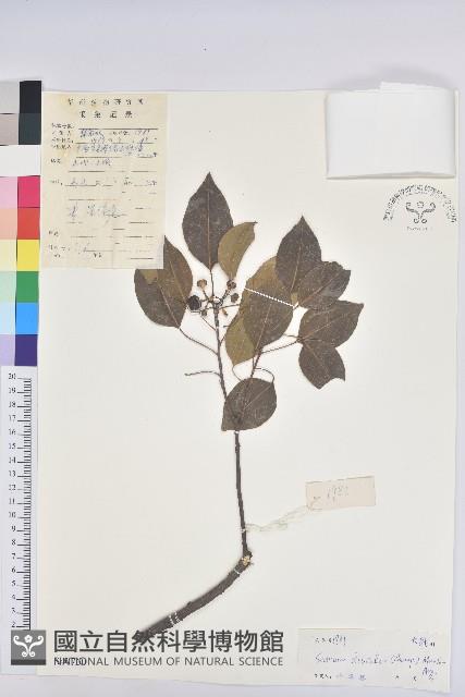 白臼藏品圖，第1張