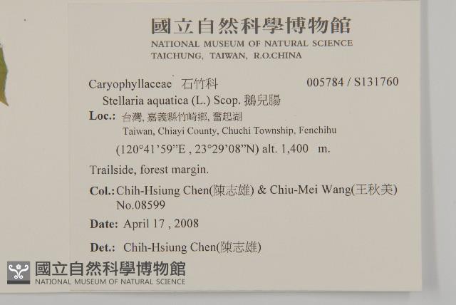 鵝兒腸藏品圖，第2張