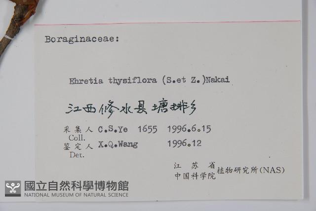 厚殼樹藏品圖，第2張