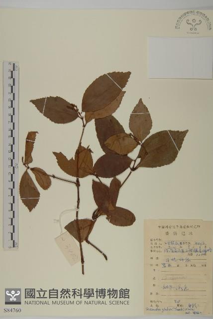 草珊瑚、紅果金粟蘭藏品圖，第1張