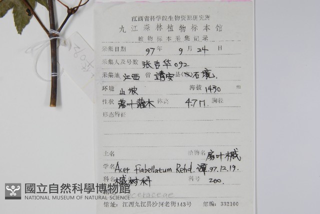 扇葉槭藏品圖，第2張