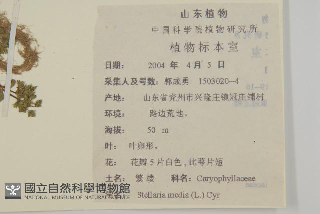 繁縷藏品圖，第2張