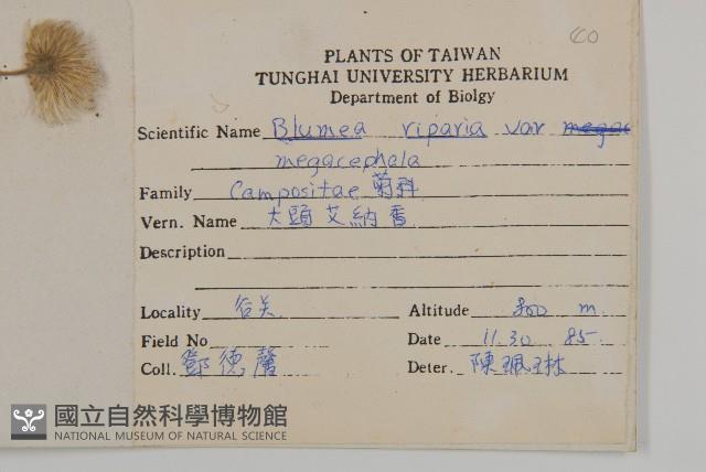 大頭艾納香藏品圖，第2張