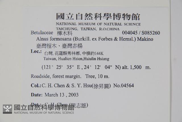 臺灣赤楊、臺灣榿木藏品圖，第2張