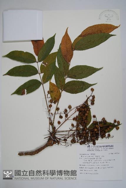 木蠟樹、山漆藏品圖，第1張