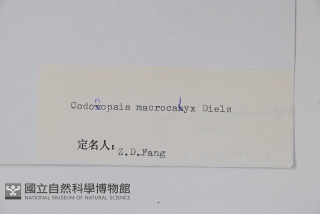 大萼黨參藏品圖，第2張