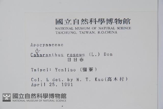 長春花藏品圖，第2張