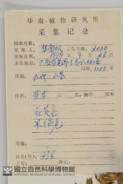 異芒菊藏品圖，第2張