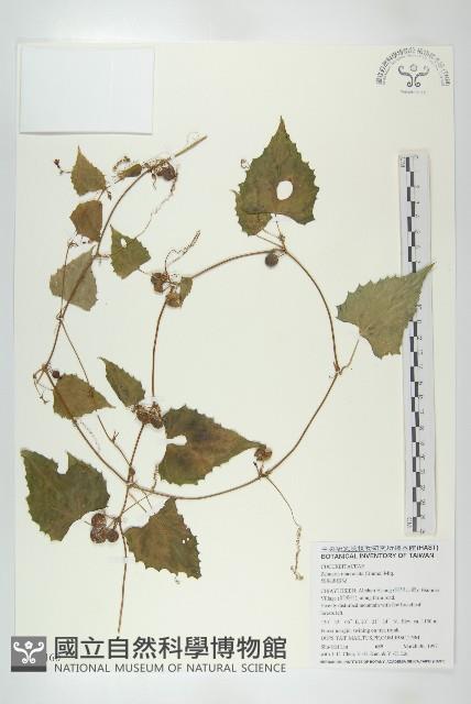 黑果馬交兒藏品圖，第1張