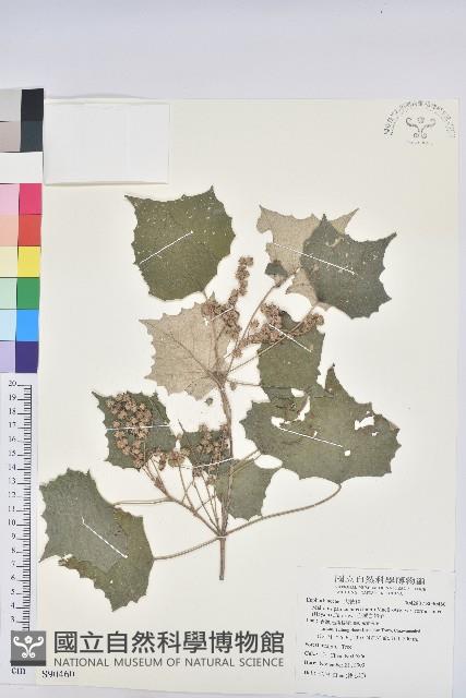 台灣白匏子藏品圖，第1張