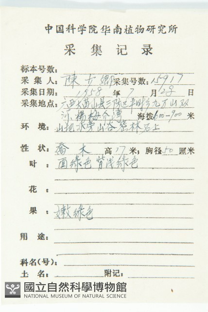 香港四照花藏品圖，第2張