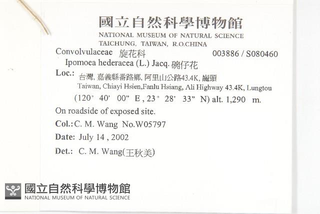 銳葉牽牛藏品圖，第2張